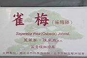 雀梅藤100.JPG
