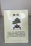 雀梅藤101.JPG