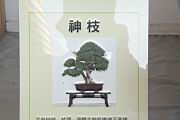 雀梅藤102.JPG