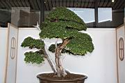 雀梅藤105.JPG