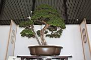 雀梅藤106.JPG