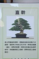 雀舌黃楊10.JPG