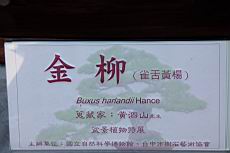 雀舌黃楊100.JPG