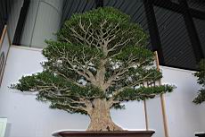 雀舌黃楊105.JPG