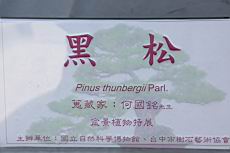 黑松100.JPG
