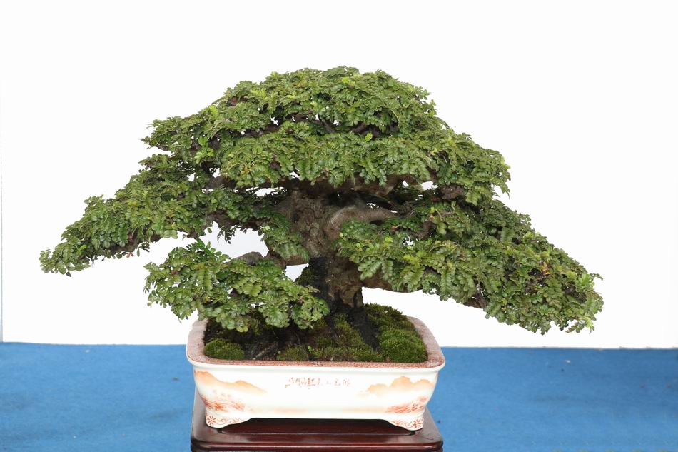 礒山椒・イソザンショウ/盆栽、多肉植物、塊根植物、観葉植物
