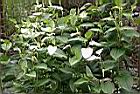 三白草11.jpg