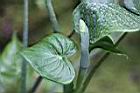 台灣姑婆芋-花苞2.jpg