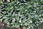 合果芋-7.jpg