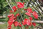 火鶴花-花00.jpg