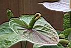 火鶴花-花14.JPG