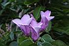 伯萊花-花15.JPG