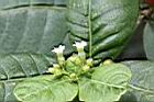 四葉蘿芙木-花1.jpg