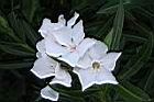 夾竹桃-花-白01.JPG