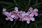 夾竹桃-花-粉紅01.JPG