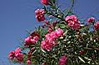夾竹桃-花-紅05.JPG