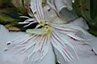 夾竹桃-花蕊-白03.JPG