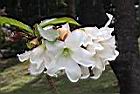 思茅清明花-花26.JPG