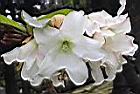 思茅清明花-花30.JPG
