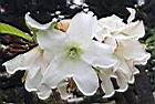 思茅清明花-花35.JPG
