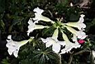 沙漠玫瑰-花01.jpg