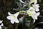 沙漠玫瑰-花05.jpg