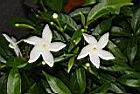 珍珠山馬茶-花05.JPG