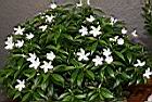 珍珠山馬茶06.JPG