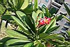 紅花緬梔-花6.jpg