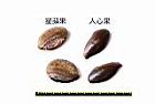 人心果-種子05.JPG