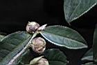 五柱滇山茶-花苞03.JPG