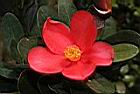 假大頭茶-花11.JPG