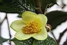 凹脈金花茶-花14.JPG