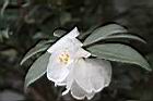 南投禿連蕊茶-花13.JPG