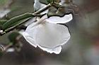 南投禿連蕊茶-花瓣00.JPG