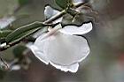 南投禿連蕊茶-花瓣01.JPG