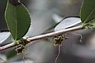 南投禿連蕊茶-花萼00.JPG