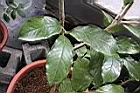博白大果油茶-葉06.JPG