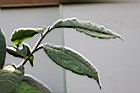 台灣山茶-葉01.JPG