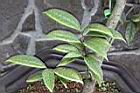 垢果山茶-葉06.JPG