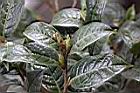 大苞山茶-花苞04.JPG