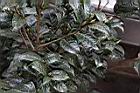 大苞山茶07.JPG