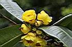 大葉金花茶-花14.JPG