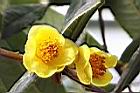 大葉金花茶-花23.JPG