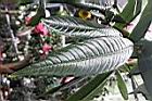 大葉金花茶-葉正06.JPG
