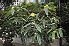 大葉金花茶04.JPG