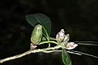 大頭茶-花苞05.JPG