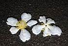 大頭茶-落花03.JPG
