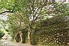 大頭茶08.JPG