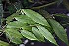 尾葉山茶-葉13.JPG